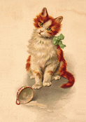 Chaton curieux aux grands yeux verts